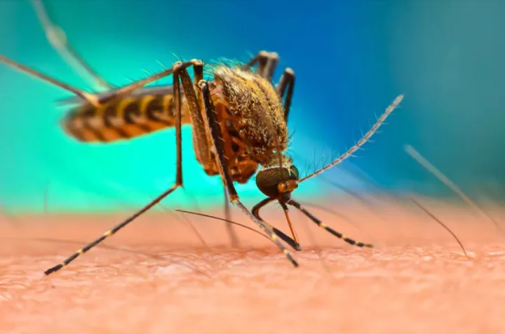 تابستان با «پشه نیل» به تورنتو آمد!